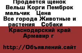 Продается щенок Вельш Корги Пемброк мальчик › Цена ­ 65 000 - Все города Животные и растения » Собаки   . Краснодарский край,Армавир г.